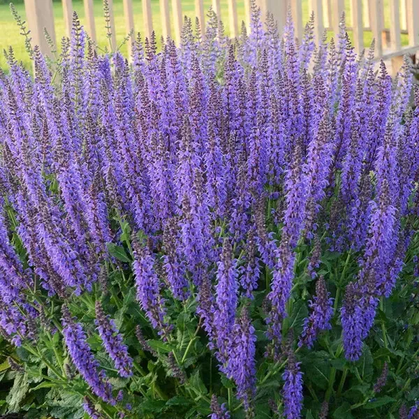 May Night Salvia Meadow Sage Plant