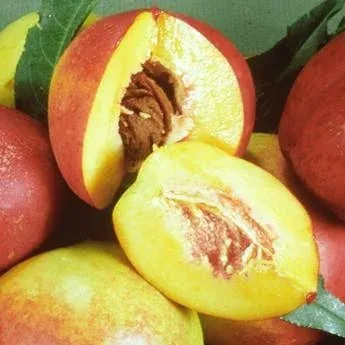 C&J Gardening Center Garden Delight Miniature Yellow Nectarine General Fruit Tree