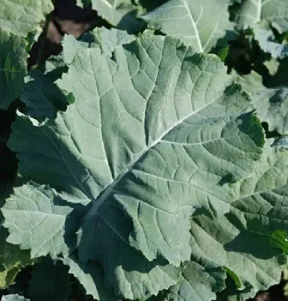 Kale Premier 200 Non-GMO Heirloom Seeds