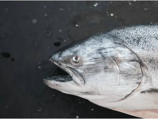 King Salmon Heads