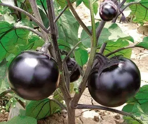 Eggplant Purple Round