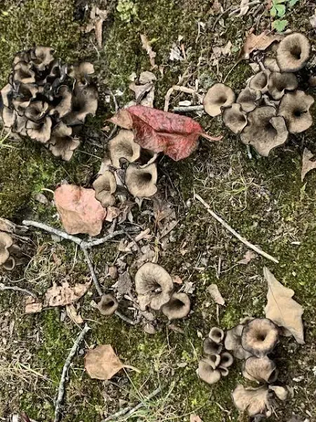 Wild Foraged Double Extracted Black Trumpet Chanterelle Tincture