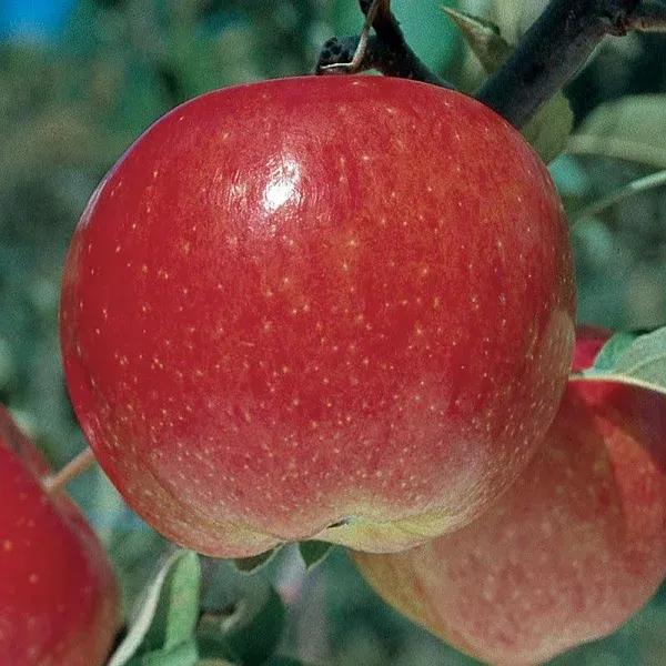 September Wonder Fuji Apple Tree