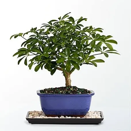 FTD Indoor Hawaiian Umbrella Bonsai