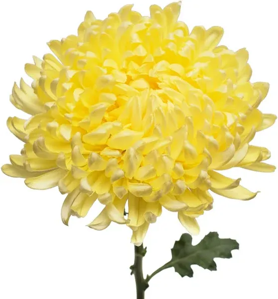 Natural Football Mums