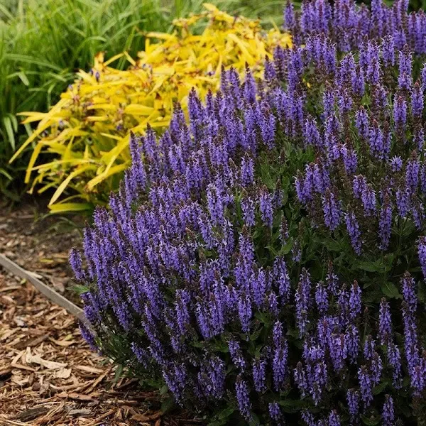 Blue Hill Salvia Meadow Sage Plant