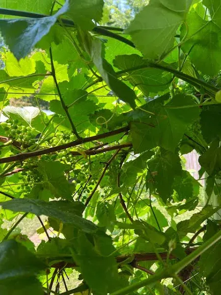 Grape Leaves for Pickling