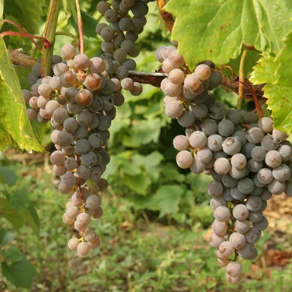Frontenac Gris Grape Vine