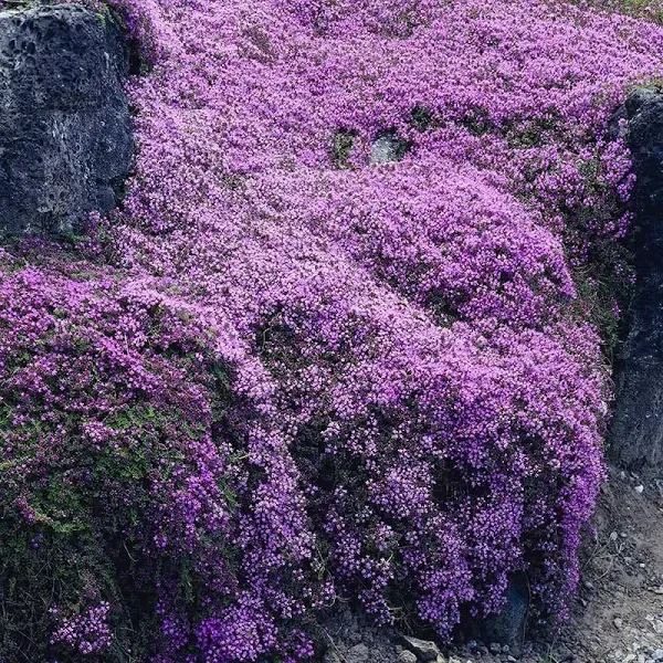 Pink Creeping Thyme Plant