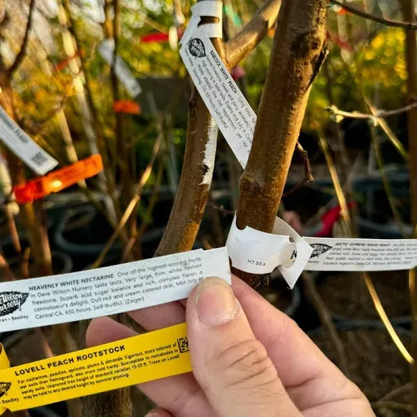 C&J Gardening Center 3-in-1 Peach Nectarine Tree