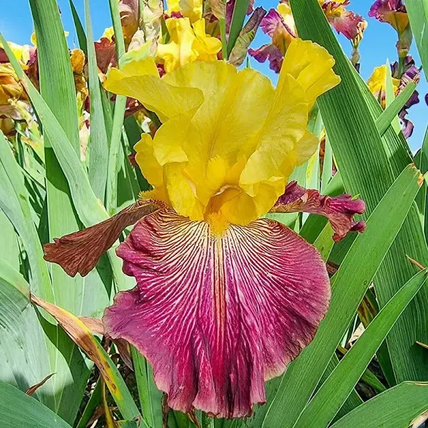 Top of The Line Bearded Iris