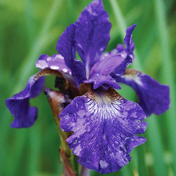 Holland Bulb Farms Caesar's Brother Blue Siberian Iris