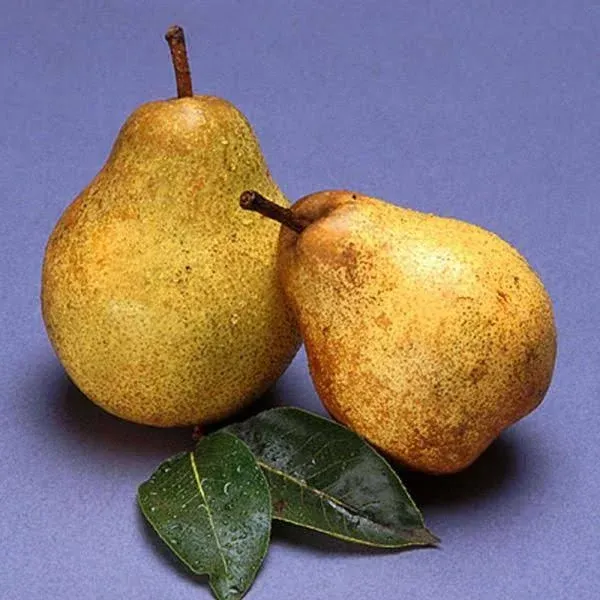 Blake's Pride Pear Tree