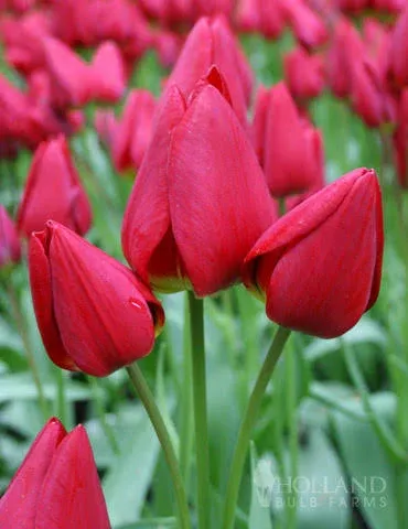 Holland Bulb Farms Merry Go Round Bunch Flowering Tulip