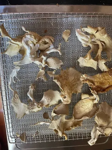 Fresh Dried Blue oyster Mushroom