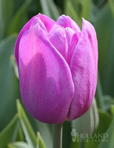Holland Bulb Farms Alibi Triumph Tulip Value Bag