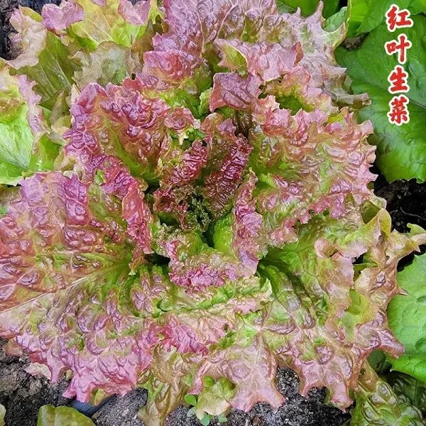 Lettuce Red Leaf