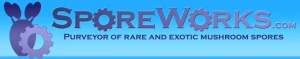 eBay Coupon
