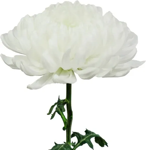 White Natural Football Mums