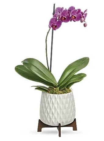 Teleflora Architectural Orchid Plant