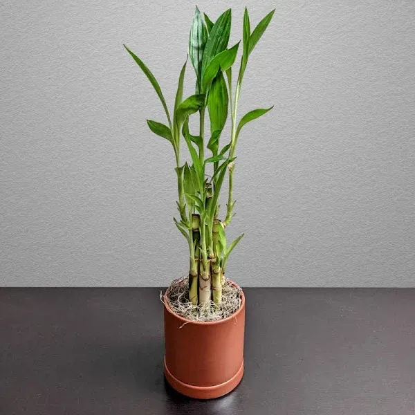 Dracaena Lucky Bamboo Houseplant