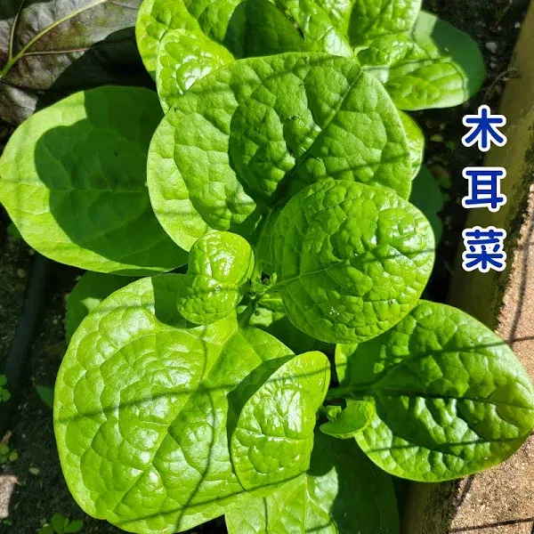 Malabar Spinach Basella