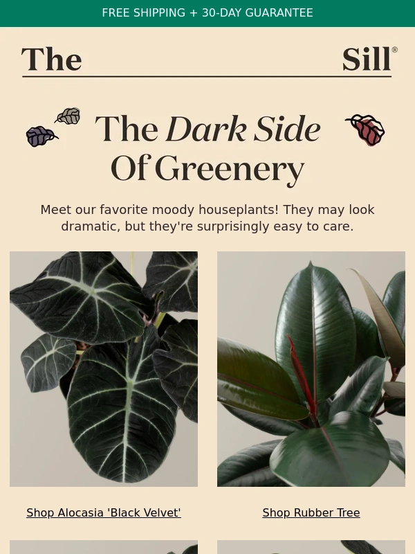 The Sill - Bewitching Houseplants