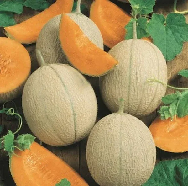 Fruit Cantaloupe Hearts of Gold