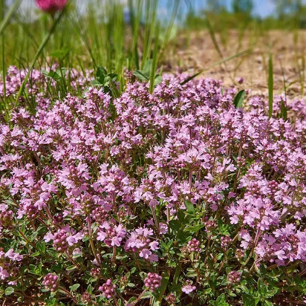 Magic Carpet Creeping Thyme Plant