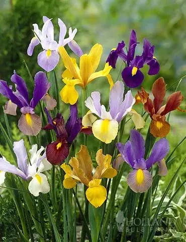 Holland Bulb Farms Mixed Tall Dutch Iris Value Bag
