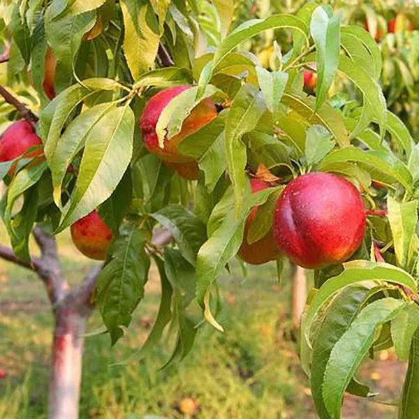 C&J Gardening Center Goldmine Nectarine General Fruit Tree