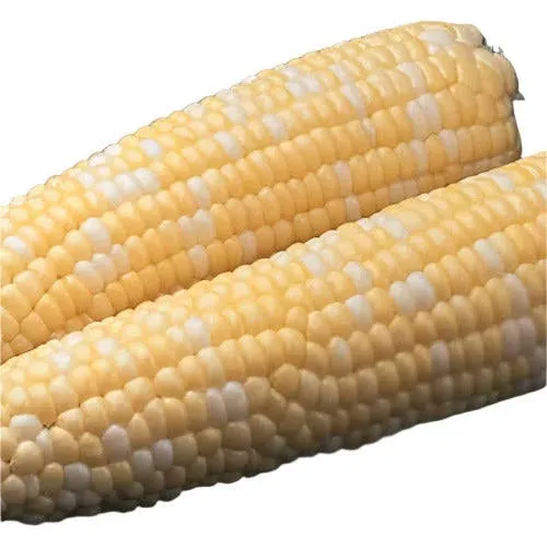 Corn Sweet Synergistic Ambrosia Hybrid Seeds