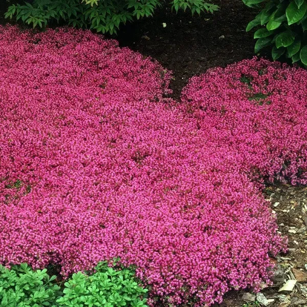 Red Mother-of-Thyme Plant