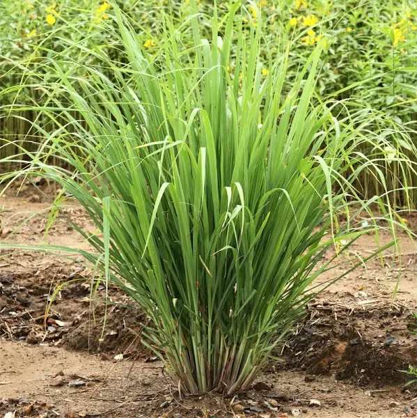 Easy to Grow Lemongrass Bulbs (2 Pack)