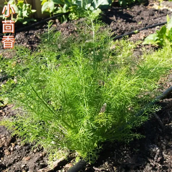 Fennel Bunching