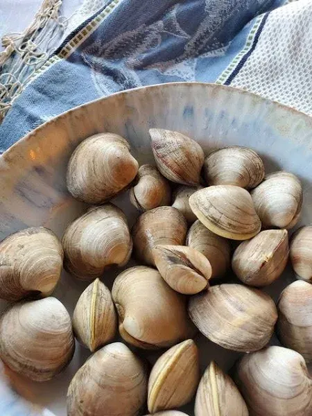 Fresh Virginia Little Neck Clams Count Neck Clams