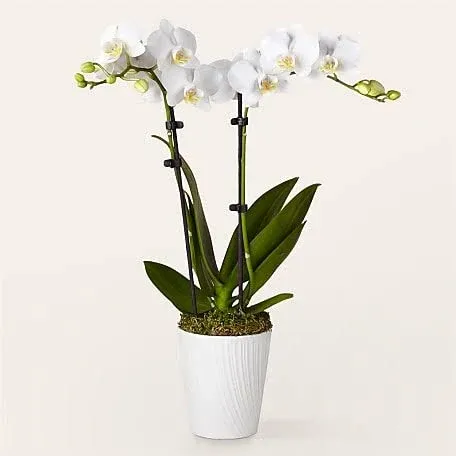 Proflowers Bliss White Orchid