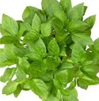 Basil Large Leaf