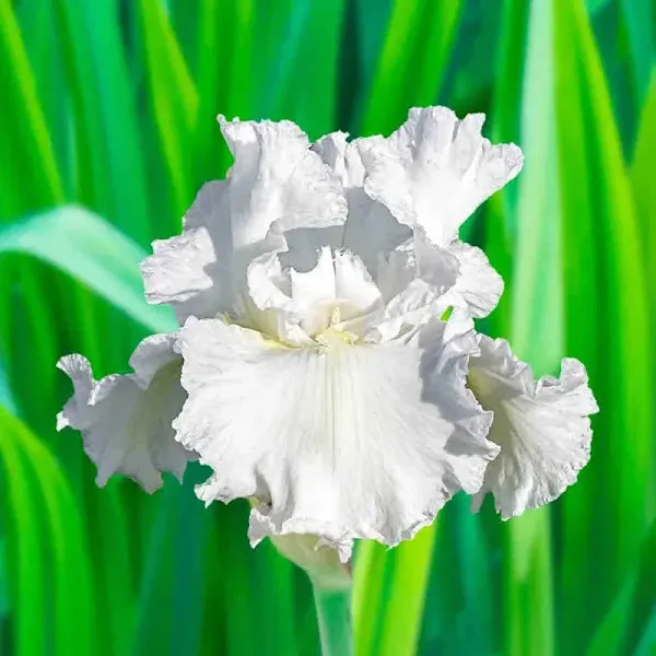 Frequent Flyer Reblooming Bearded Iris White