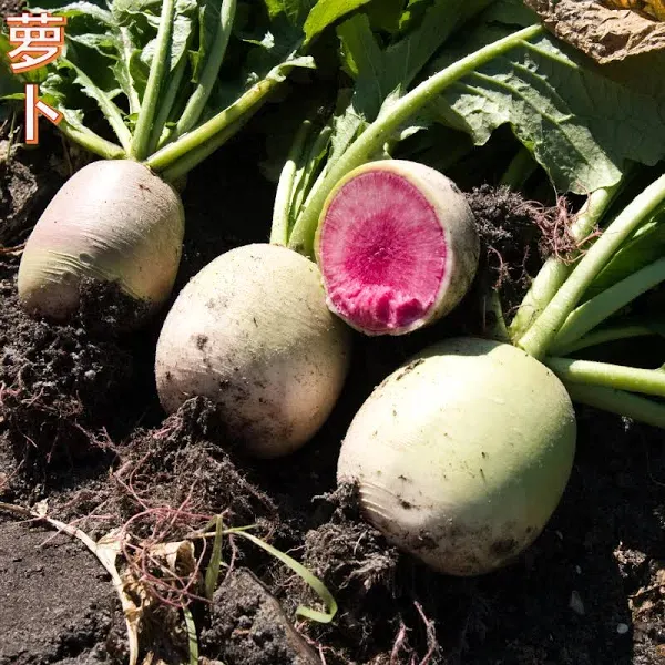 Radish Red Heart
