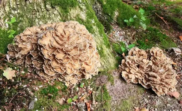 Sun dried Wild forest harvested Maitake Hen of the Woods mushroom whole and powdered on request