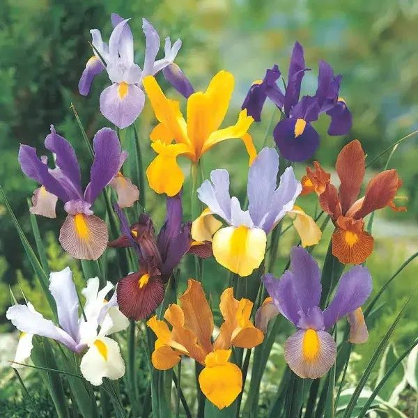 Dutch Iris Mixture