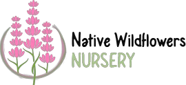 Native Wildflowers