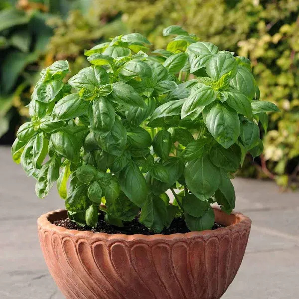 Bulk Basil Seeds