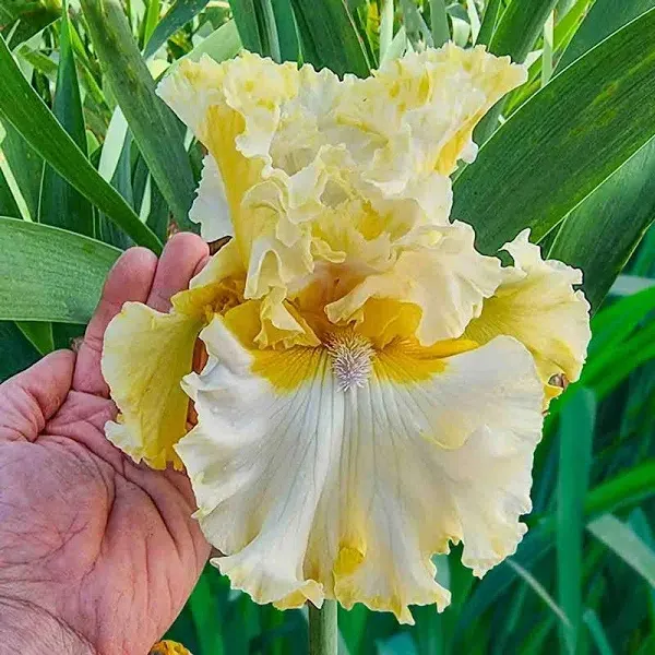 Bring Me Diamonds Reblooming Bearded Iris