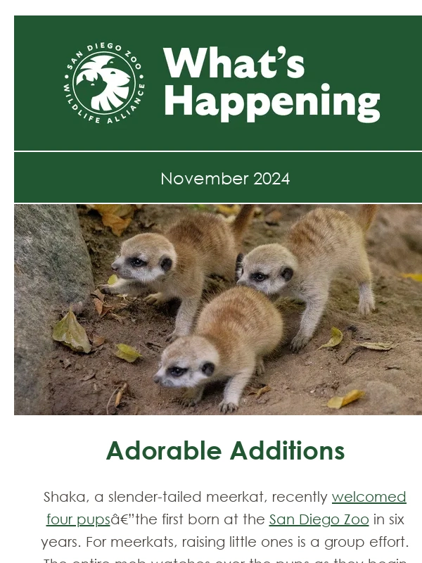 San Diego Zoo - Seasonal Fun Is Here ?‍❄️?