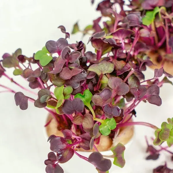 Radish Seeds Sango Microgreen
