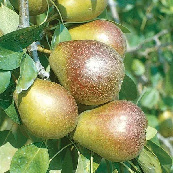 Seckel Pear Tree Dwarf