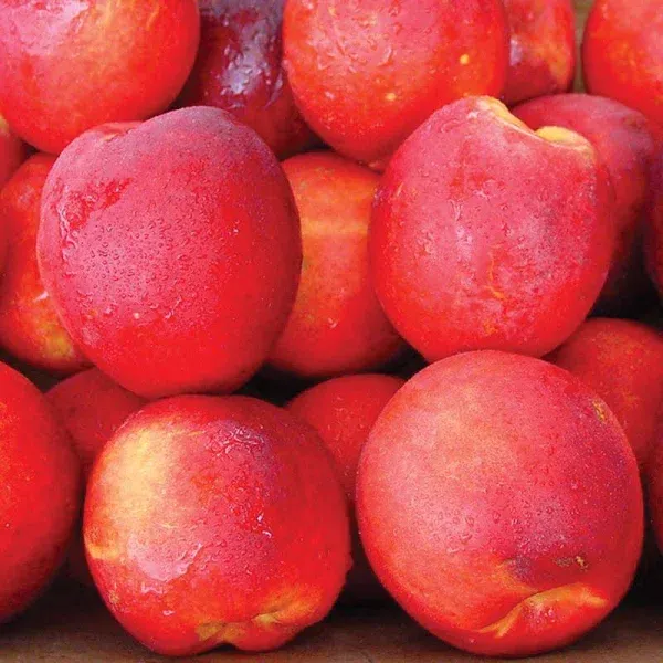 Stark SunGlo Nectarine Tree