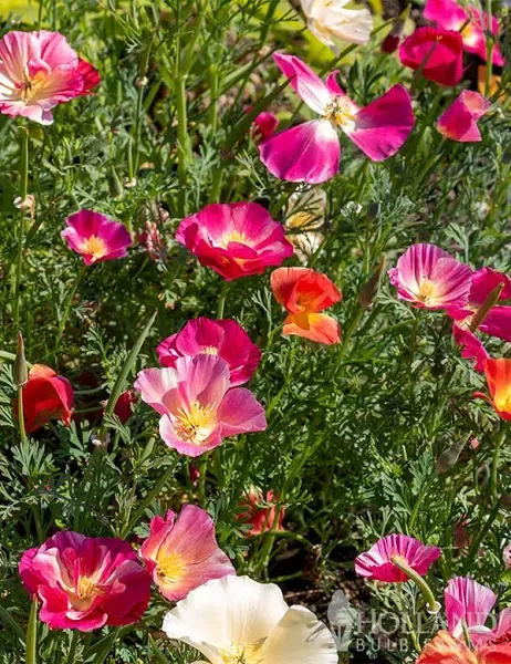 Holland Bulb Farms Poppy California Mix Seeds